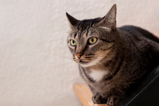 Adorable minou domestique avec espace de copie