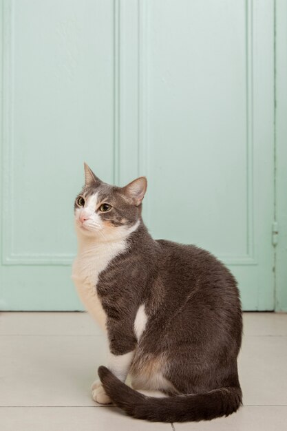 Adorable minou domestique avec espace de copie