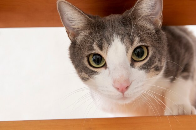 Adorable minou domestique avec espace de copie