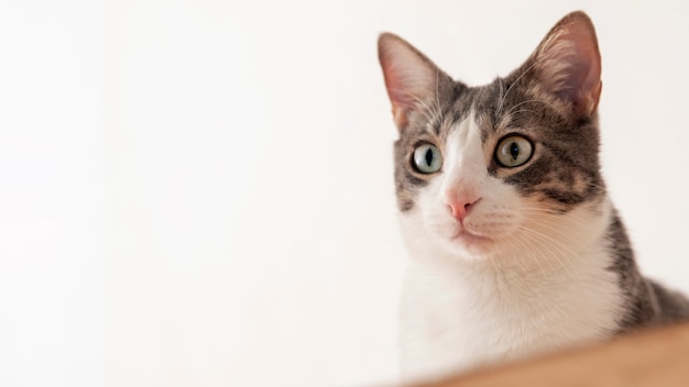 Adorable minou domestique avec espace de copie