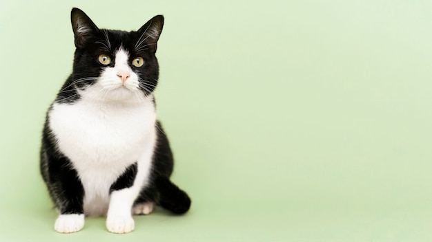 Adorable minou noir et blanc avec mur monochrome derrière elle