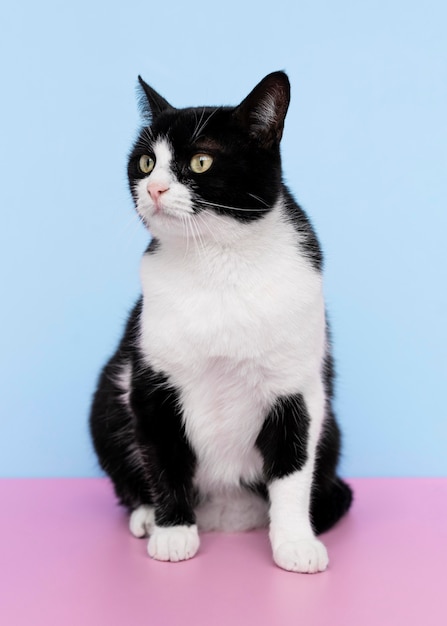 Adorable minou noir et blanc avec mur monochrome derrière elle