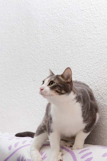 Adorable minou qui a l'air de vouloir chasser