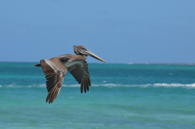 Adorable pélican sauvage volant dans l'air chaud des Caraïbes