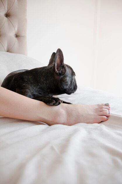 Adorable petit bouledogue français à la recherche de suite