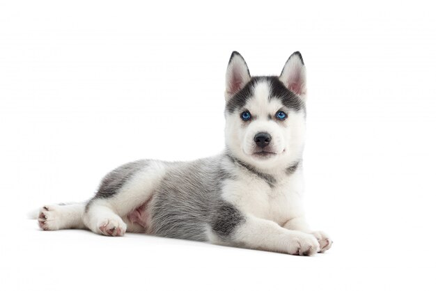 Adorable petit chiot husky sibérien aux yeux bleus couché isolé sur fond blanc.