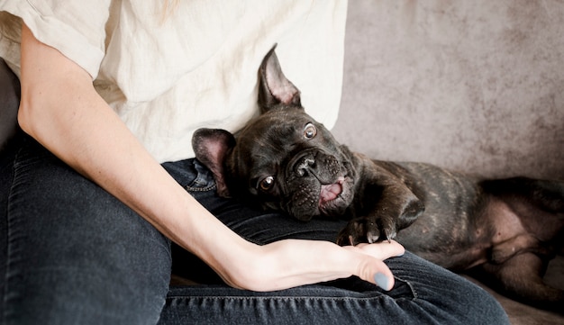 Adorable petit chiot avec son propriétaire