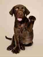 Photo gratuite adorable portrait de labrador retriever au chocolat