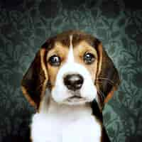 Photo gratuite adorable portrait solo de chiot beagle