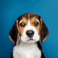 Photo gratuite adorable portrait solo de chiot beagle