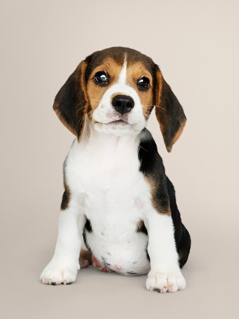 Adorable portrait solo de chiot Beagle