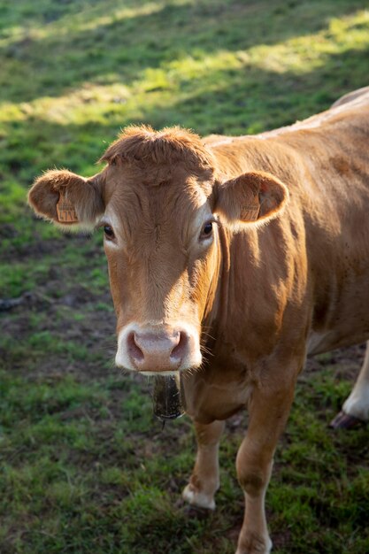 Adorable vache vue de face dans la nature