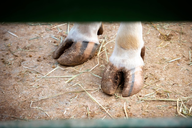 Photo gratuite adorables pattes de bébé cochon à la ferme