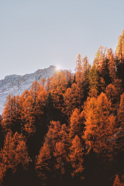 Aérien, orange, arbres