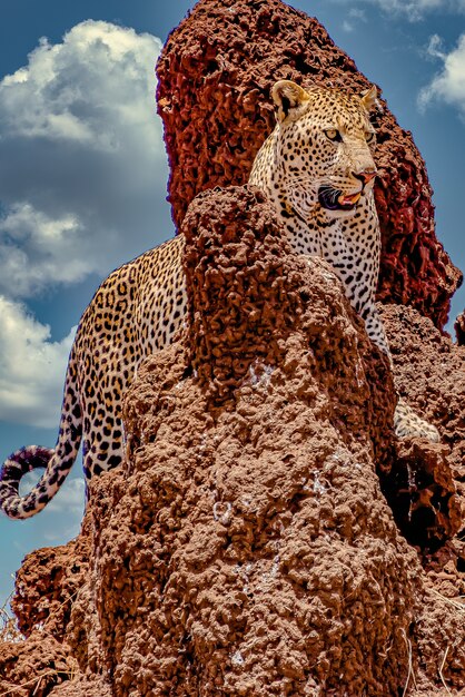 African léopard escalade une falaise rocheuse sous un ciel nuageux