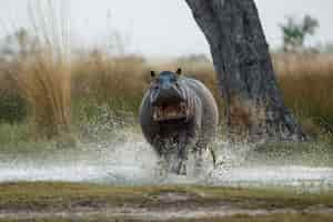 Photo gratuite afrique hippopotamus amphibius