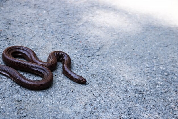 afrique reptile animal conservation serpent