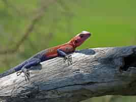 Photo gratuite l'agama rock du namib mâle, une espèce de lézard agamidé dans le parc national du serengeti, en tanzanie