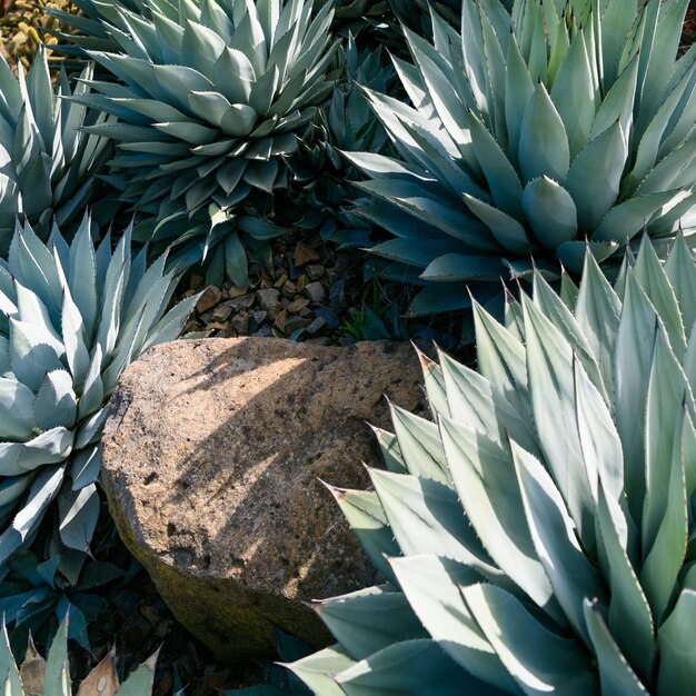 Agave parryi closeup