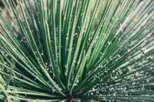 Photo gratuite agave schidigera