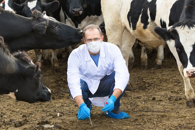 Un agent de santé masculin prélève un échantillon de vaches à la ferme