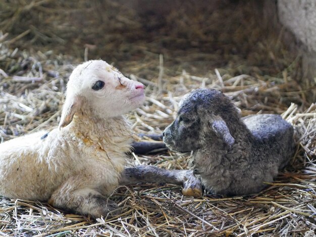 Un Petit Agneau A Ete Depose Dans Un Champ De Ferme Photo Premium