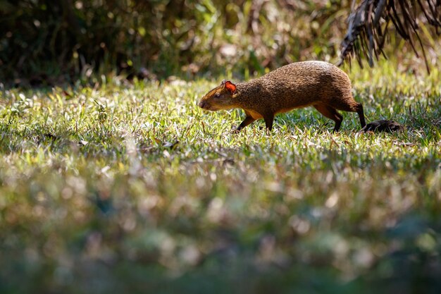 agouti sauvage se bouchent dans l'habitat naturel