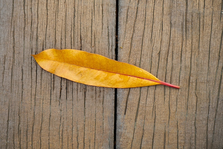 Photo gratuit agrandi feuille jaune détail hiver