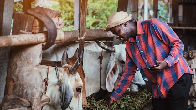 Agriculteur africain recherchant et enregistrant des détails sur la tablette de chaque industrie bovine dans une ferme. concept d'agriculture ou de culture