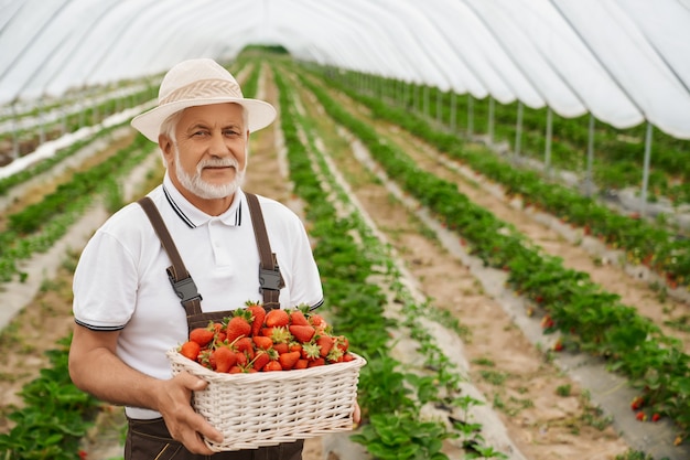 Agriculteur âgé posant à effet de serre avec panier de fraises