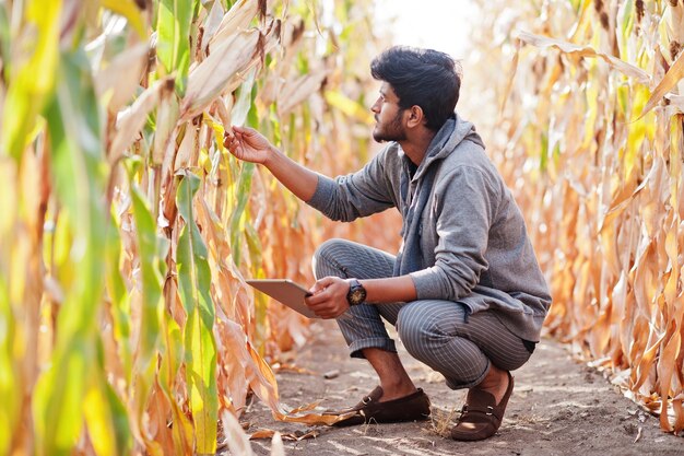 Agriculteur agronome sud-asiatique inspectant une ferme de champ de maïs Concept de production agricole
