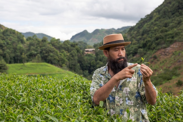 Un agriculteur avec une barbe vérifie le thé à la ferme.