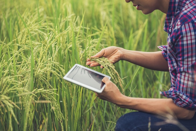 Agriculteur debout dans une rizière avec une tablette.