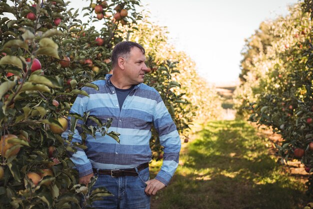 Photo gratuite agriculteur debout dans un verger de pommiers