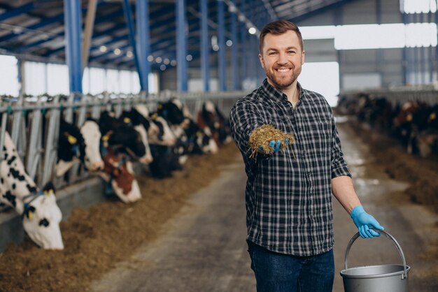 Agriculteur à l'étable nourrir les vaches à la ferme