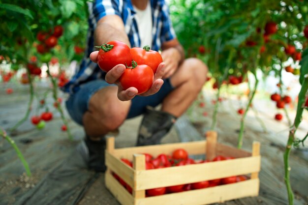 Agriculteur méconnaissable tenant des tomates dans sa main en se tenant debout dans une ferme d'aliments biologiques