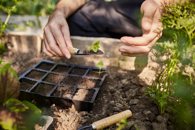 Agriculteur plantant de jeunes plants de fleurs dans le jardin. Man holding little flower sprout dans les mains va le mettre dans le sol avec des outils de jardin