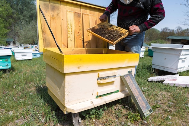 Un agriculteur sur un rucher détient des cadres avec des nids d'abeilles en cire préparation pour la collecte de miel
