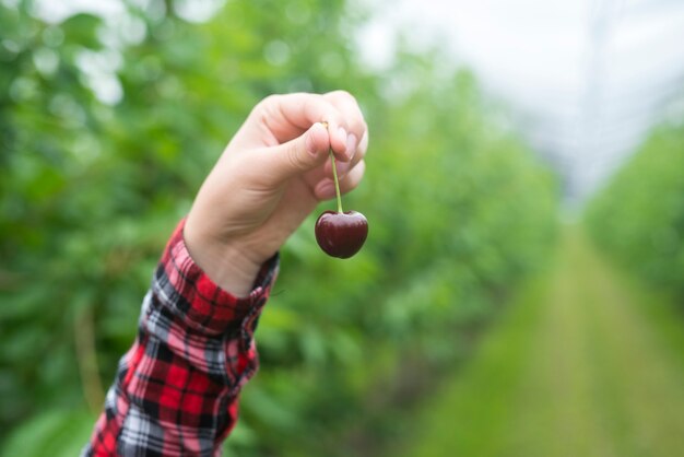 Agriculteur tenant des cerises dans un verger vert