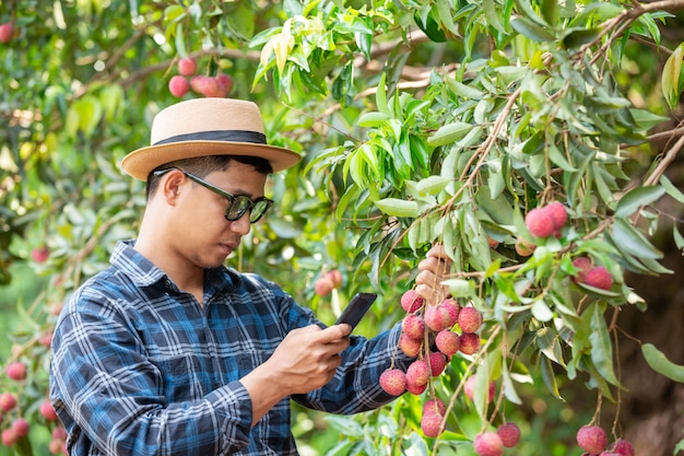 Photo gratuite les agriculteurs appellent les capitalistes à vendre du litchi.