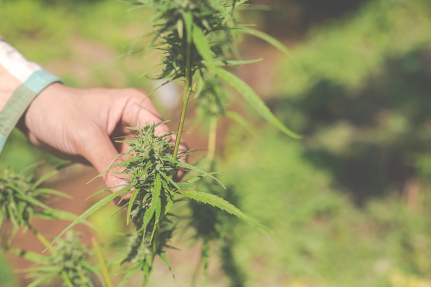 Les agriculteurs détiennent des arbres de marijuana (cannabis) dans leurs fermes.