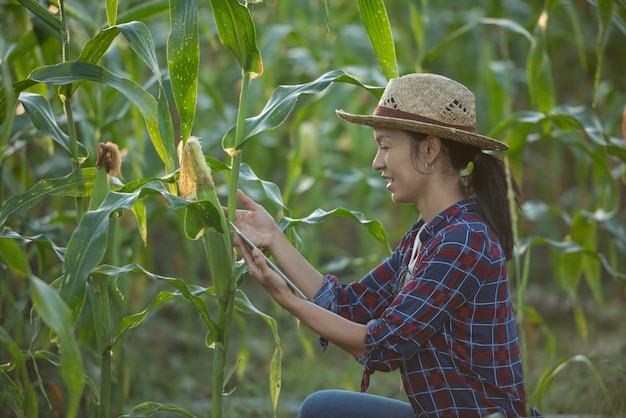 Agricultrice asiatique avec tablette numérique dans le champ de maïs, beau lever de soleil matinal sur le champ de maïs. champ de maïs vert dans le jardin agricole et la lumière brille le coucher du soleil le soir fond de montagne