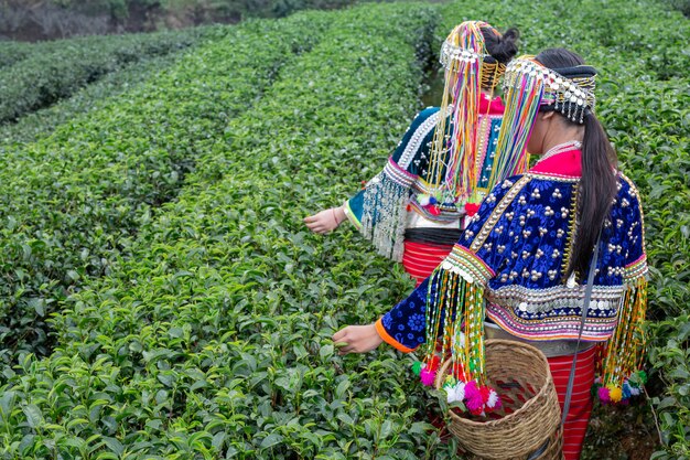 Agriculture des femmes des tribus des collines