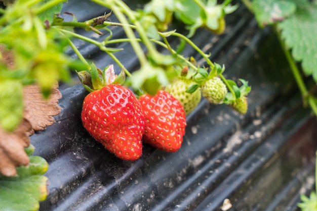 Agriculture ferme du champ de fraises