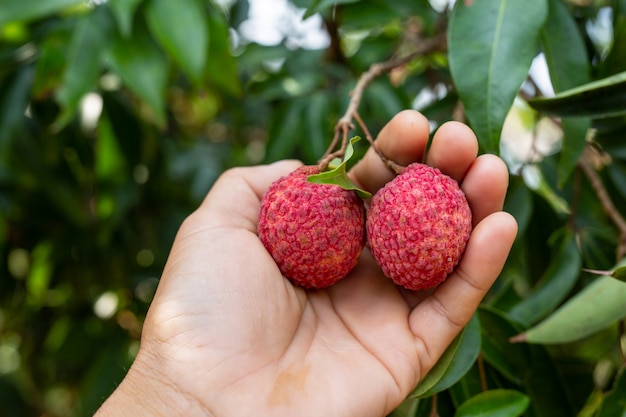 agriculture de fruits de litchi en Thaïlande