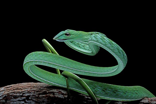 Ahaitulla prasina serpent gros plan sur fond noir animal gros plan vue avant de la vigne asiatique