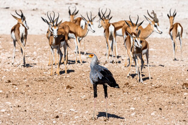 L'aigle martial dans le parc national d'Etosha, en Namibie. Un grand aigle originaire d'Afrique du Sud