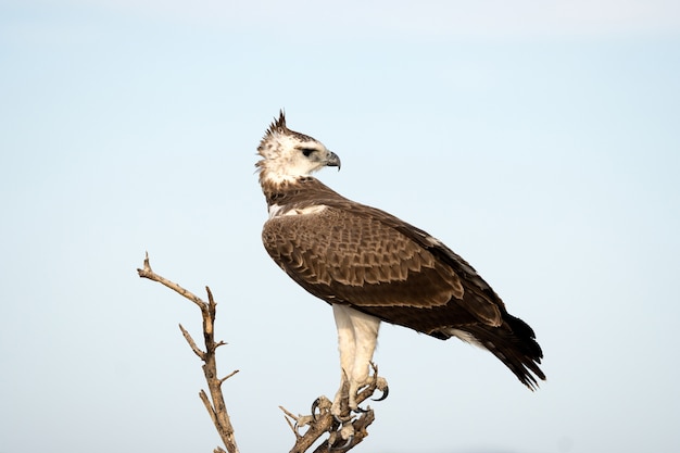 L'aigle martial dans le parc national d'Etosha, en Namibie. Un grand aigle originaire d'Afrique du Sud