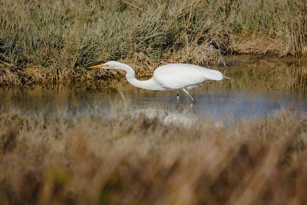 Aigrette blanche sur l'eau pendant la journée