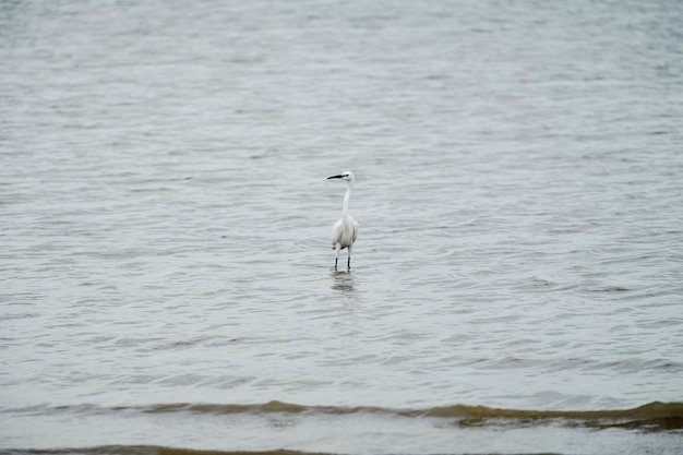 aigrette debout sur la mer